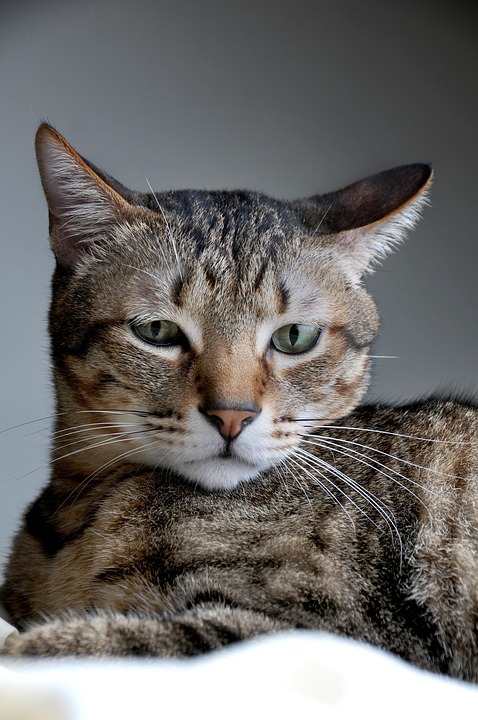 虎斑貓 (5P) 01.jpg