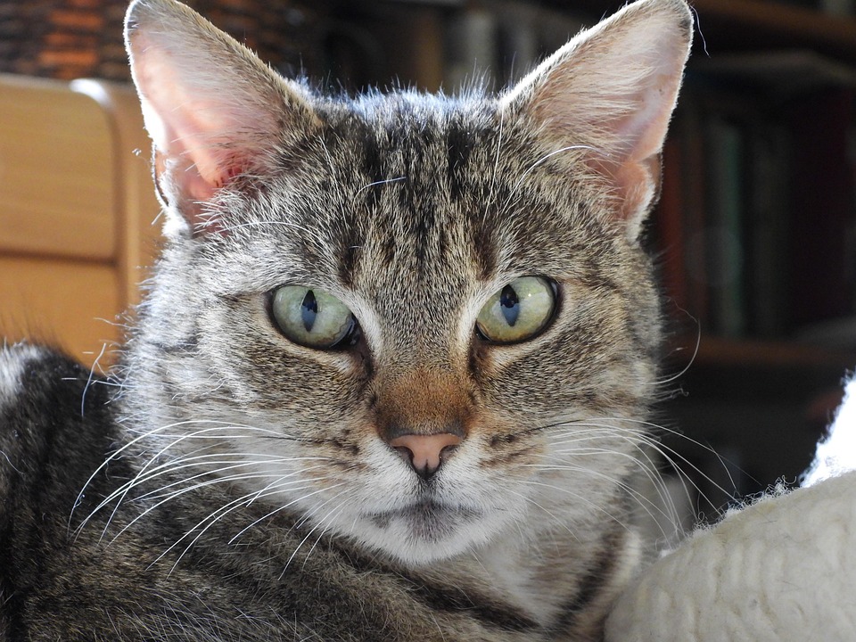 虎斑貓 (5P) 02.jpg